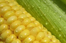 Centrífugas, separadores, decantadores para la industria alimentaria